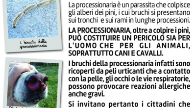 ATTENZIONE ALLA PROCESSIONARIA DEI PINI