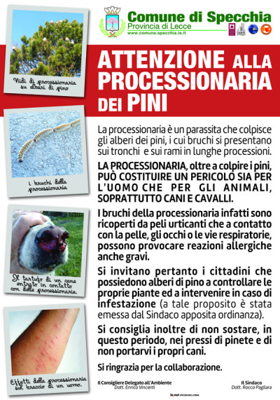 ATTENZIONE ALLA PROCESSIONARIA DEI PINI