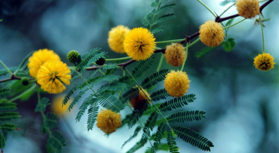 8 MARZO - GIORNATA INTERNAZIONALE DELLA DONNA