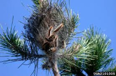 IL SINDACO HA EMESSO ORDINANZA PER LA LOTTA OBBLIGATORIA ALL'INFESTAZIONE DEL...