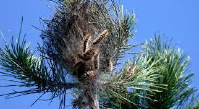 IL SINDACO HA EMESSO ORDINANZA PER LA LOTTA OBBLIGATORIA ALL'INFESTAZIONE DEL...