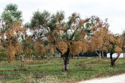 RIDEFINIZIONE E AGGIORNAMENTO DELLE AREE DELIMITATE PER XYLELLA FASTIDIOSA
