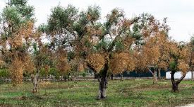 PIANO DI INTERVENTO PER IL CONTENIMENTO DELLA DIFFUSIONE DI XYLELLA FAS...